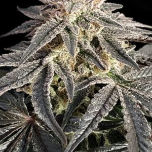 Permanent Marker Auto cannabis seeds – Large yield – Short (up to 80cm) – Outdoor cultivation – image 1 from Seed City