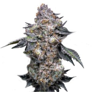Permanent Marker from Super Strains