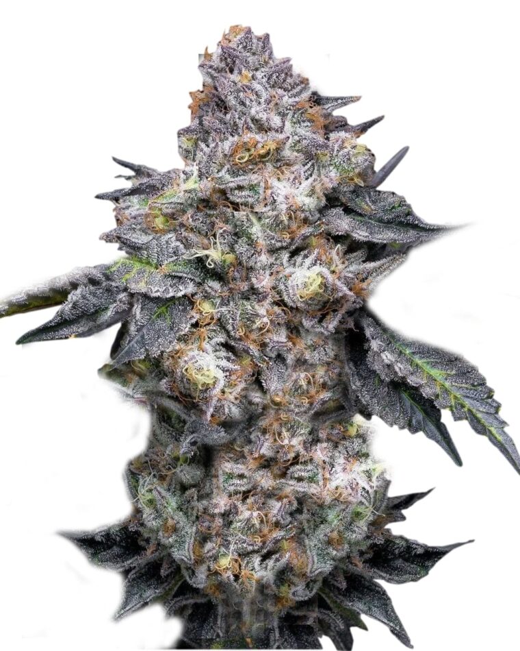 Permanent Marker from Super Strains