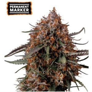 Permanent Marker by Seed Stockers – Indica Dominant – Large yield – Sweet – image 1 – Seed City