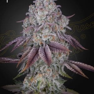 Persian Pie by Green House Seeds – Outdoor – Citrus – Indica-heavy – image 1 – Seed City