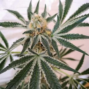 Petrol Skunk by Old School Genetics – Earthy – Good for outdoor grow – Indica Dominant – image 1 – Seed City
