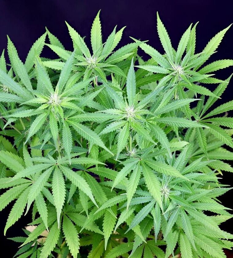 Peyote Forum from Seedsman Seeds