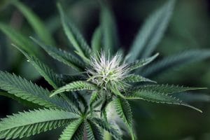 Peyote Wi-Fi CBD 2:1