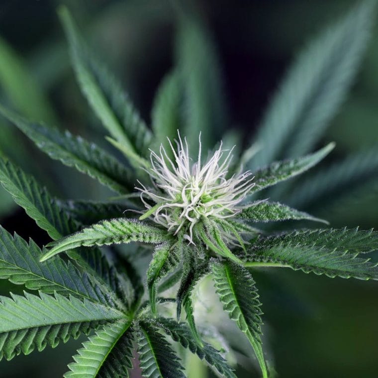 Peyote Wi-Fi CBD 2:1 from Seedsman Seeds