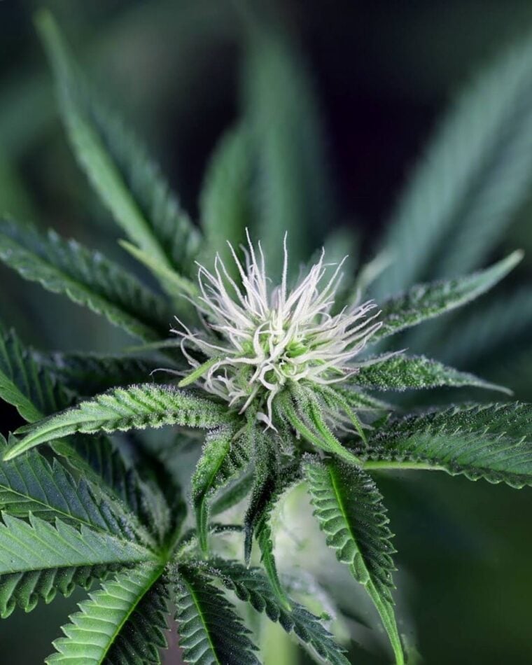 Peyote Wi-Fi CBD 2:1 from Seedsman Seeds