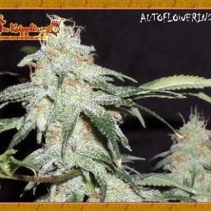 Pickled Diesel cannabis seeds – Lemon – Feminized – Indoor – image 1 from Seed City