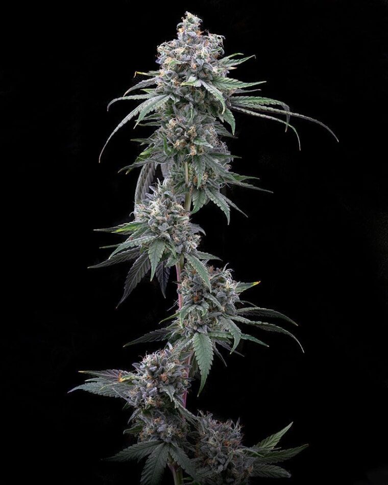 Pie Piss cannabis seeds – Female seeds – Indoor-friendly – 12/12 Photoperiod – image 1 from Seed City