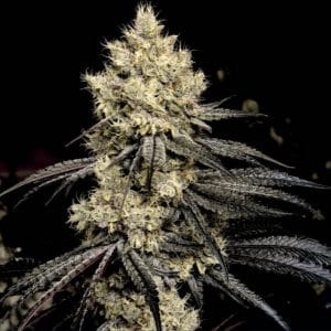 Pillows R1 from Seed City Bulk Cannabis Seeds