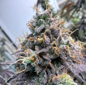 Pina Colada