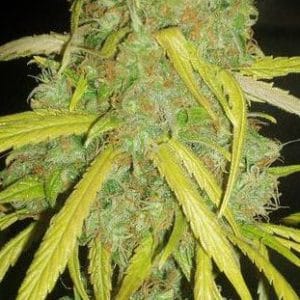 Pineapple Amnesia cannabis seeds – Pineapple – Mostly Sativa – Creative – image 1 from Seed City