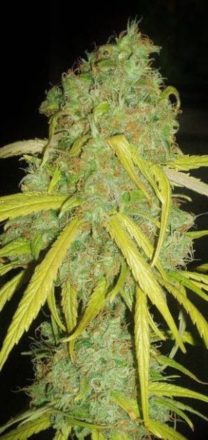 Pineapple Amnesia