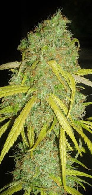 Pineapple Amnesia cannabis seeds – Pineapple – Mostly Sativa – Creative – image 1 from Seed City