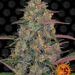 Pineapple Chunk cannabis seeds – 12/12 Photoperiod – Euphoric – Good for outdoor grow – image 1 from Seed City
