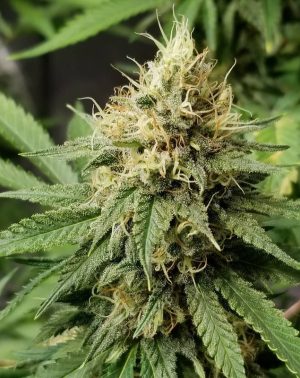 Pineapple Crack
