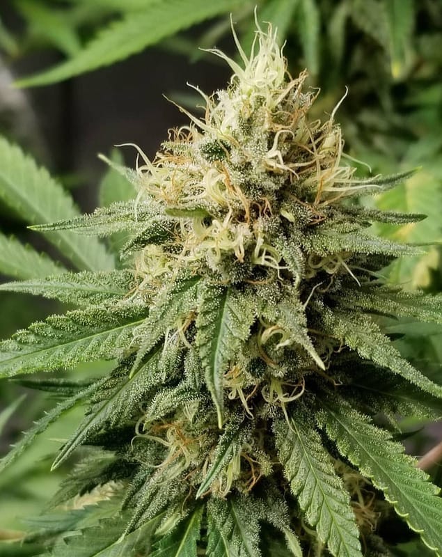 Pineapple Crack by Top Shelf Elite Seeds – Sweet – Guaranteed female plants – Sativa-leaning – image 1 – Seed City