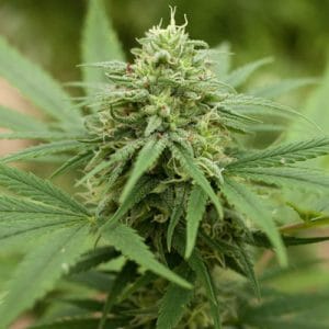 Pineapple Express 2