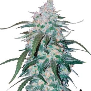 Image 1 of Pineapple Express cannabis by FastBuds – Super Strength – Sweet – Female seeds – Seed City