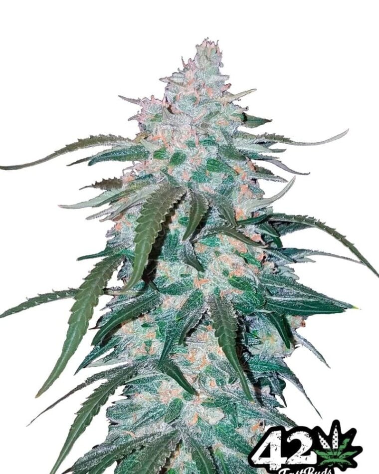 Image 1 of Pineapple Express cannabis by FastBuds – Super Strength – Sweet – Female seeds – Seed City