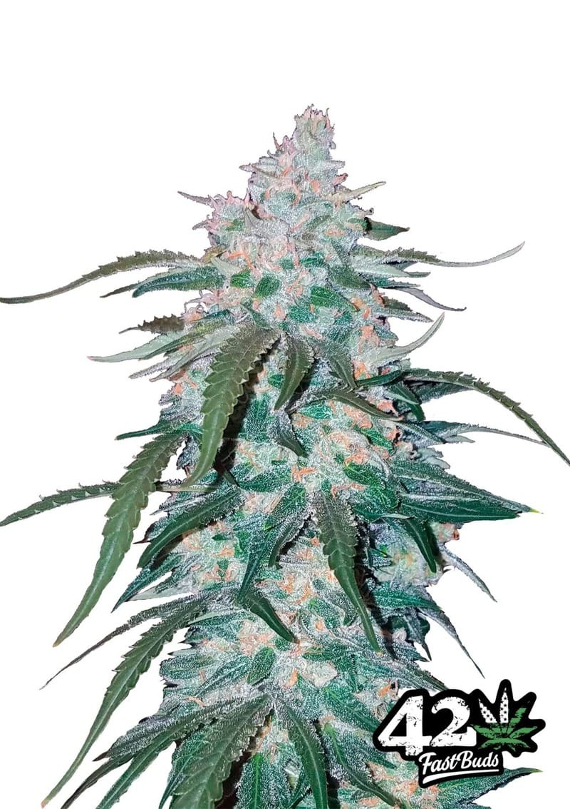 Image 1 of Pineapple Express cannabis by FastBuds – Super Strength – Sweet – Female seeds – Seed City