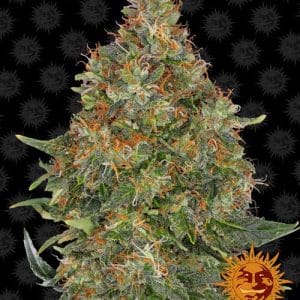 Pineapple Express Automatic by Barneys Farm Seeds – Sweet – Auto-Flowering – Relaxing – image 1 – Seed City