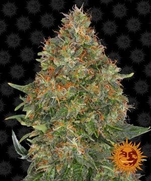 Pineapple Express Automatic