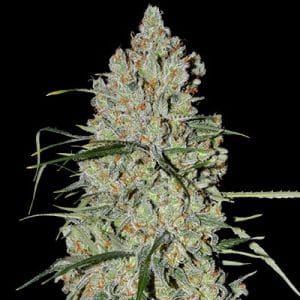 Pineapple Express 2 Auto
