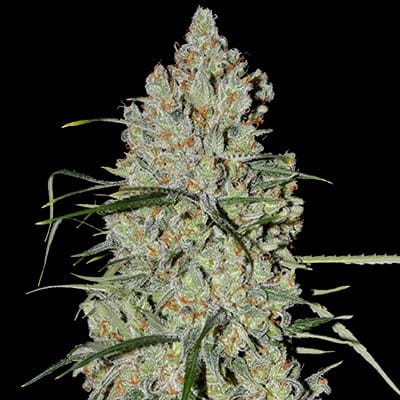 Pineapple Express 2 Auto from G13 Labs Seeds