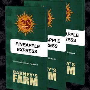Pineapple Express cannabis seeds – 12/12 Photoperiod – Outdoor cultivation – Sativa-leaning – image 1 from Seed City