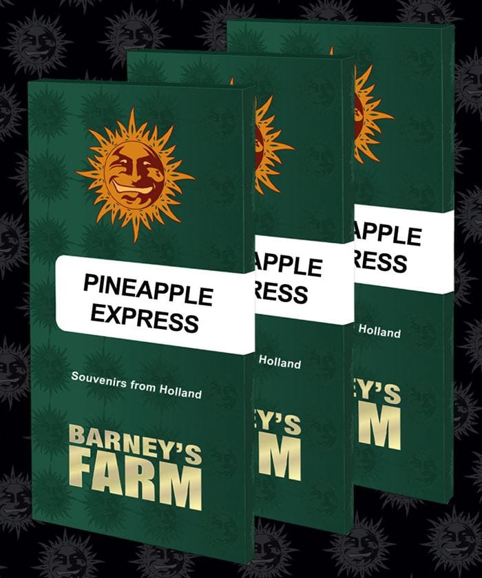 Pineapple Express cannabis seeds – 12/12 Photoperiod – Outdoor cultivation – Sativa-leaning – image 1 from Seed City