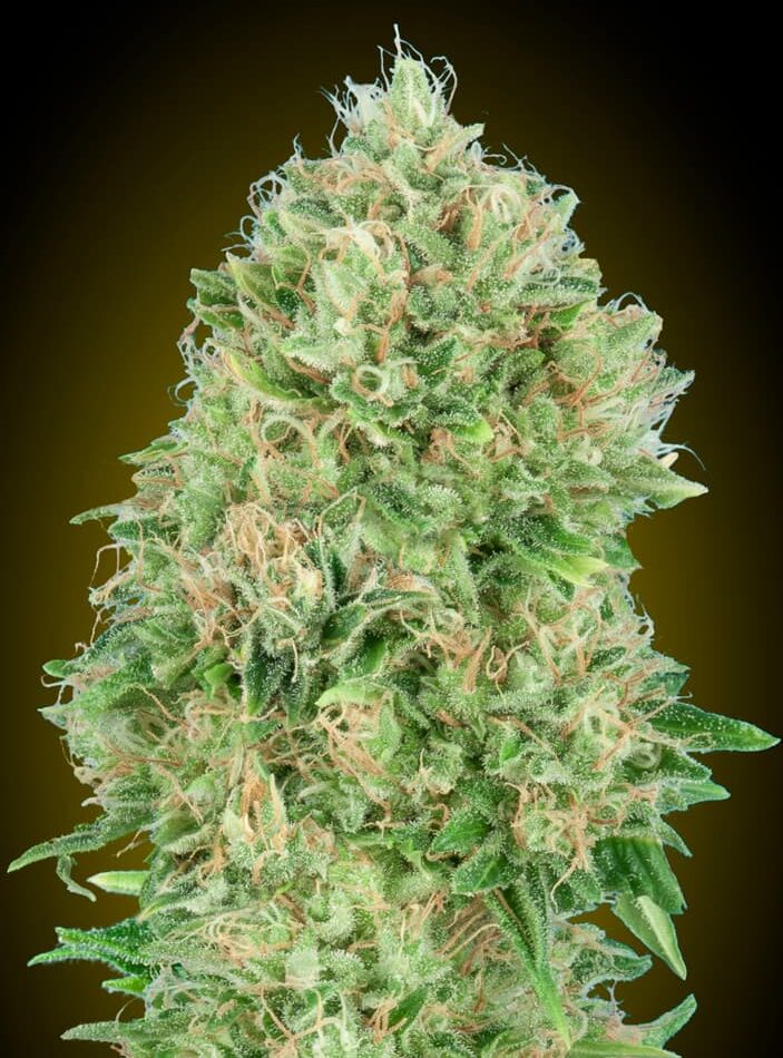 Pineapple Glue cannabis seeds – Sativa-leaning – Tall (140cm plus) – Suited for indoor growing – image 1 from Seed City