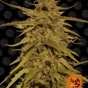 Image 1 of Pineapple Haze cannabis by Barneys Farm Seeds – Pineapple – 12/12 Photoperiod – Mostly Sativa – Seed City