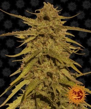 Pineapple Haze