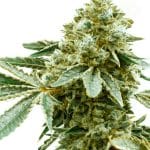 Pineapple Haze from Seed City Seeds