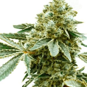 Pineapple Haze from Seed City Seeds