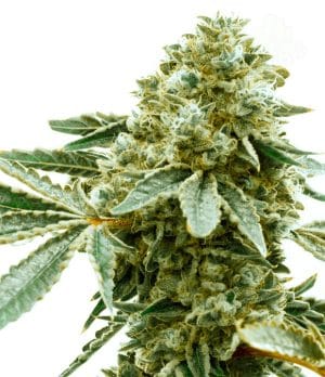 Pineapple Haze