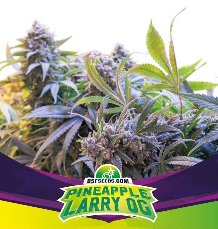 Female seeds – Sativa – Suited for indoor growing – Pineapple Larry OG strain – image 1 – from BSF Seeds via Seed City