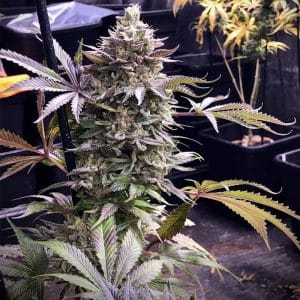 Pineapple Madness R2