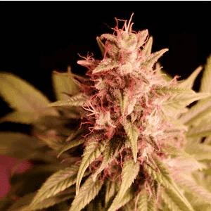Pineapple Magnum cannabis seeds – Feminized – Mostly Indica – 12/12 Photoperiod – image 1 from Seed City