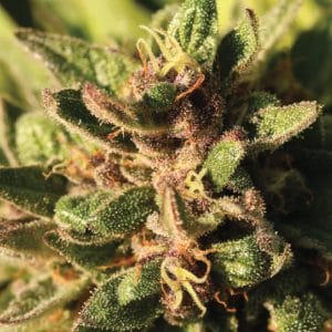 Regular – 12/12 Photoperiod – Sweet – Pineapple Muffin strain – image 1 – from Humboldt Seed Company via Seed City