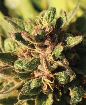 Pineapple Muffin Autoflower
