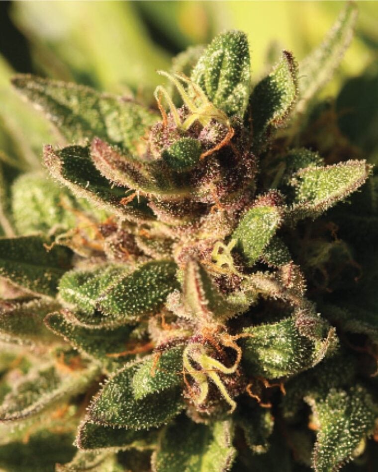 Pineapple Muffin Autoflower cannabis – image 1 – Seed City
