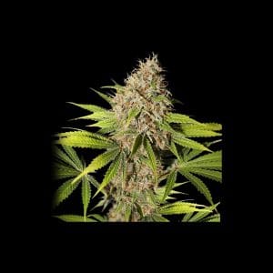 Pineapple Poison