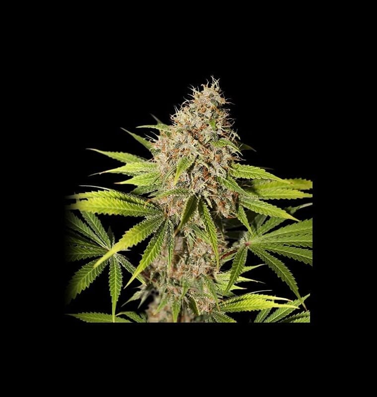 Image 1 of Pineapple Poison cannabis by Super Sativa Seed Club – The End of September – Herbal – Uplifting – Seed City
