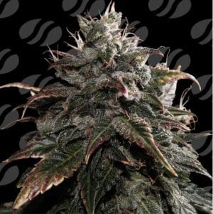 Pineapple Pulse Auto