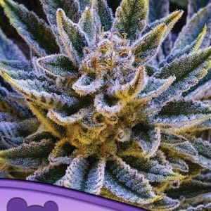 Pineapple Runtz Auto from Anesia Seeds