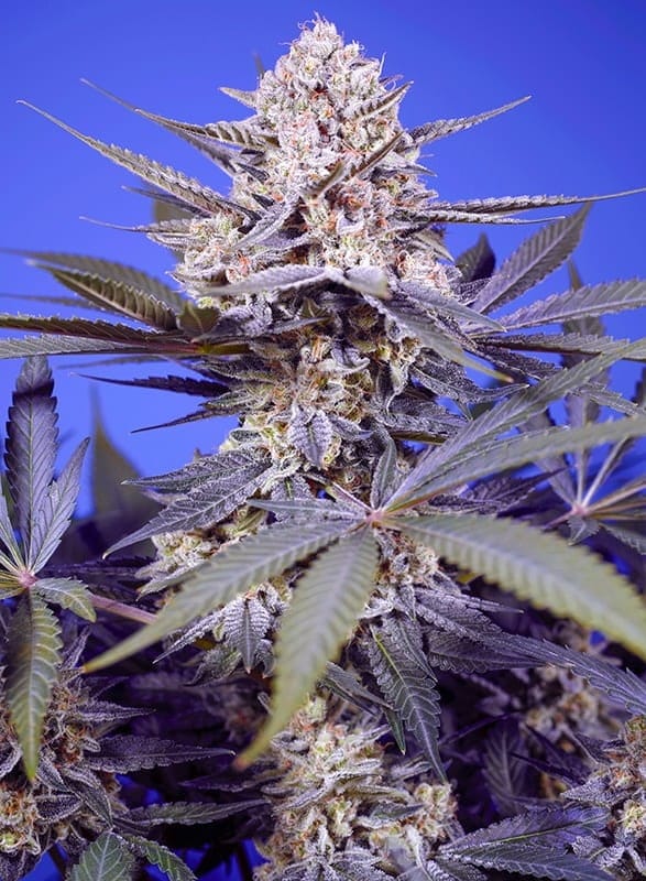 Pineapple Slush XL Auto by Sweet Seeds – Auto-Flowering – Super Strength – Feminized – image 1 – Seed City