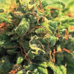 Pineapple Upside Down Cake by Humboldt Seed Company – 12/12 Photoperiod – Pineapple – Regular – image 1 – Seed City