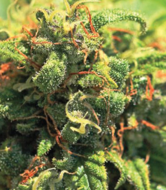 Pineapple Upside Down Cake by Humboldt Seed Company – 12/12 Photoperiod – Pineapple – Regular – image 1 – Seed City