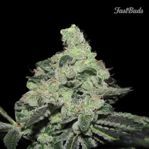 Pineapple Express from FastBuds